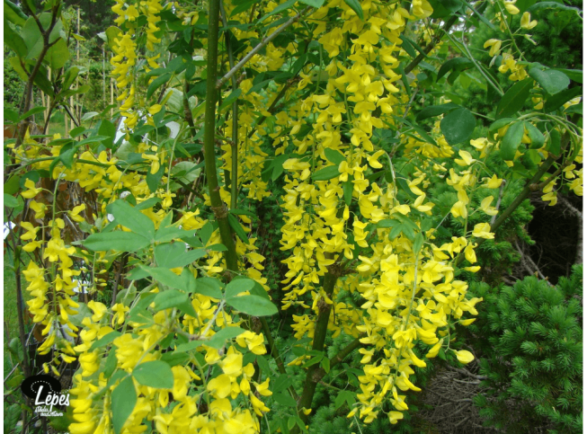 Laburnum anagyroides   'Yellow Rocket'